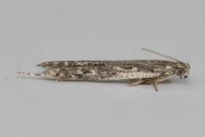 Copie de IMG_5886.jpg
