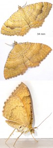 papillon.jpg