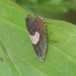 Copie de IMG_5789.jpg