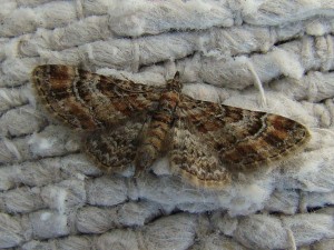 Gymnoscelis rufifasciata (carvin).JPG