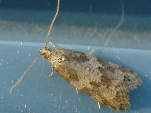 Cnephasia sp.JPG