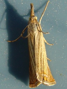 Chrysoteuchia culmella (Carvin).JPG