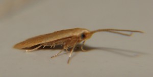 DSC02159.JPG