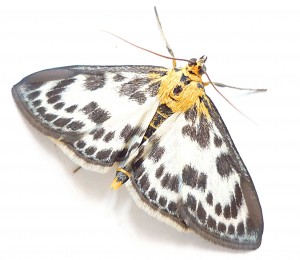 eurrhypara hortulata .JPG