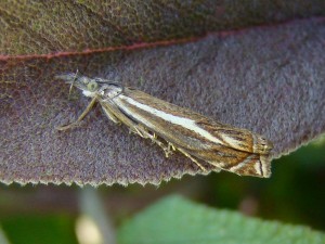 Crambus pascuella (Carvin).JPG