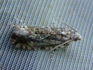 DSC01021.JPG