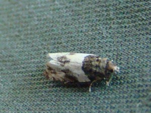 DSC01035.JPG