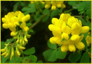 galerie-membre,fleur-lotier-cornicule,fleurs-jaunes.jpg