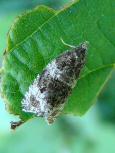 Orthotaenia undulana.JPG