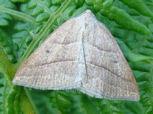 Petrophora chlorosata.JPG