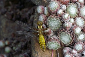 _ICT4022 Libellula depressa (f. immat).jpg