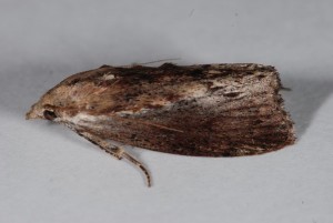 DSC_3098.JPG