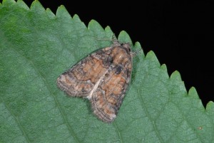 DSC_3114.JPG
