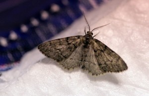 Tephronia sepiaria-2302.jpg