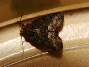 DSC02572.JPG