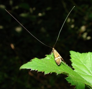 Adèle Nemophora degeerella (3).JPG