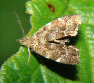 Anthophila fabriciana (2).JPG