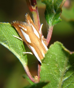 Catoptria permutatellus (1).JPG