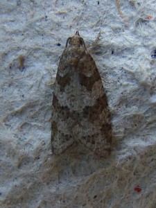 Cnephasia (carvin).JPG
