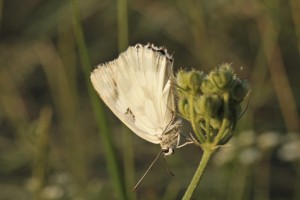 Melanargia galathea blanc-2331ppc.jpg