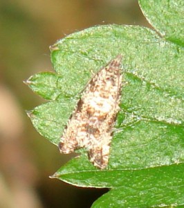 Tortricidae.JPG