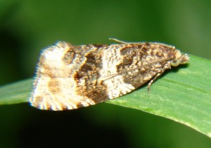 Orthotaenia undulana (4).JPG