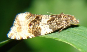Orthotaenia undulana (3).JPG