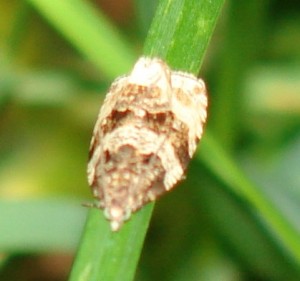 Orthotaenia undulana (2).JPG