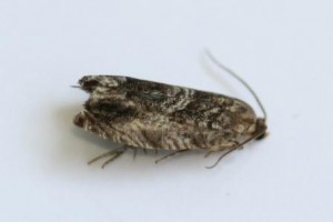 Copie de IMG_6054.jpg