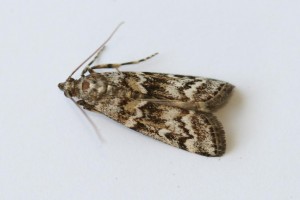 Copie de IMG_6100.jpg