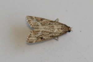 Copie de IMG_6306.jpg