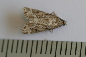 Copie de IMG_6296.jpg