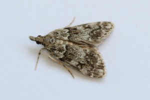 Copie de IMG_6293.jpg