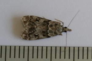 Copie de IMG_6280.jpg