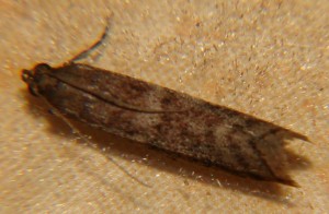 DSC02761.JPG