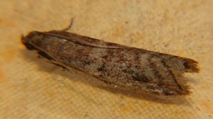 DSC02760.JPG