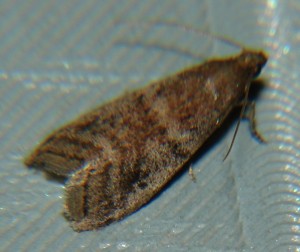 DSC02759.JPG