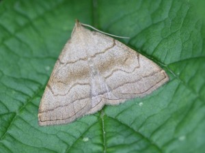 Copie de IMG_5666.jpg