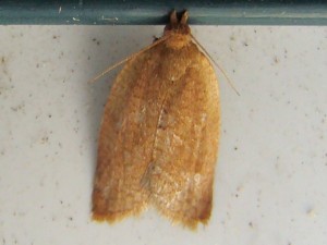 Clepsis consimilana (Carvin).JPG