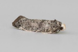 Copie de IMG_6462.jpg
