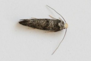 Copie de IMG_6450.jpg