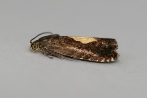 Copie de IMG_6490.jpg