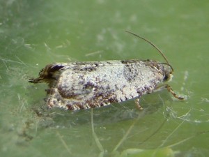 Zeiraphera isertana (Marchiennes).JPG