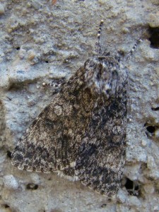 Acronicta megacephala (Carvin).JPG