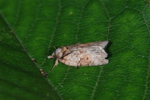 DSC_3120.JPG