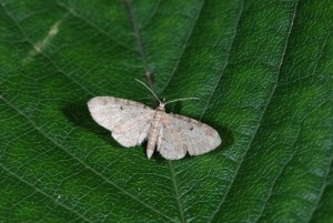 DSC_3121.JPG