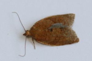 Copie de IMG_6376.jpg