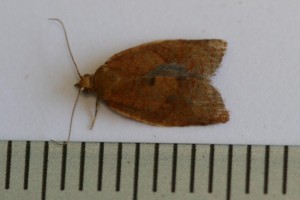 Copie de IMG_6371.jpg