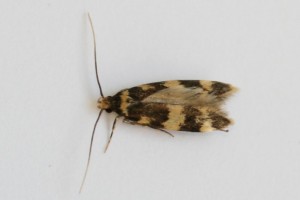 Copie de IMG_6262.jpg