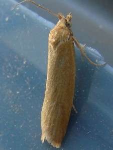 Cnephasia longana.JPG